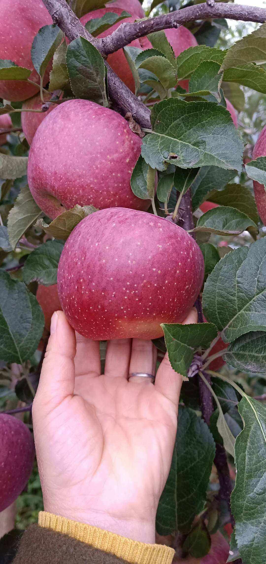 琼版苹果美版苹果手机