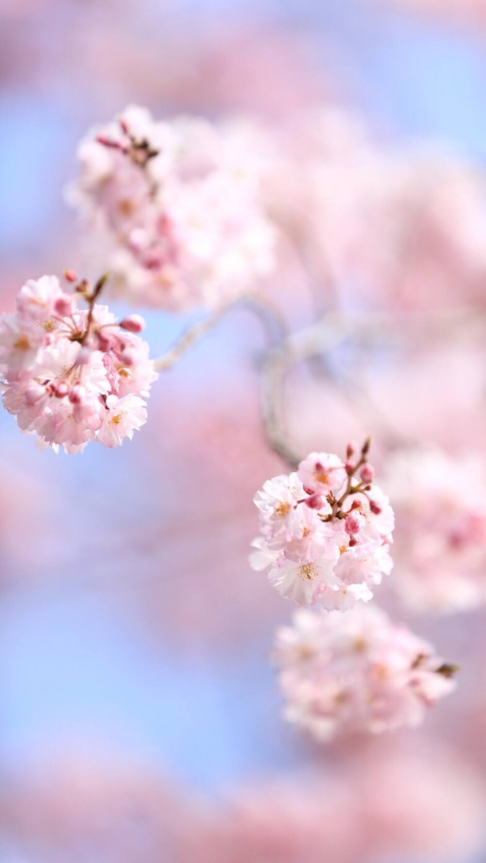 樱花壁纸全面屏手机版樱花桌面壁纸高清全屏电脑